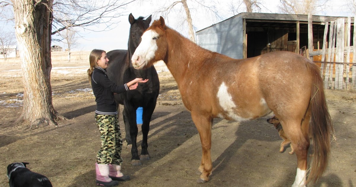 BrownEyedCowgirl When Horses Love Their Owners...